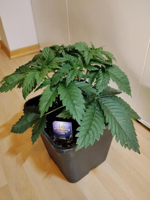 Sticky Brokkoli Zamnesia Eternity Cup. Week 3