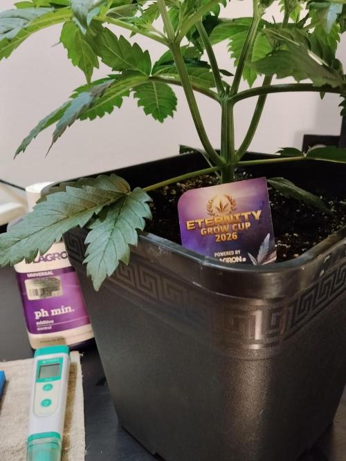 Sticky Brokkoli Zamnesia Eternity Cup. Week 3