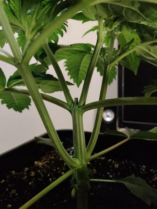 Sticky Brokkoli Zamnesia Eternity Cup. Week 3