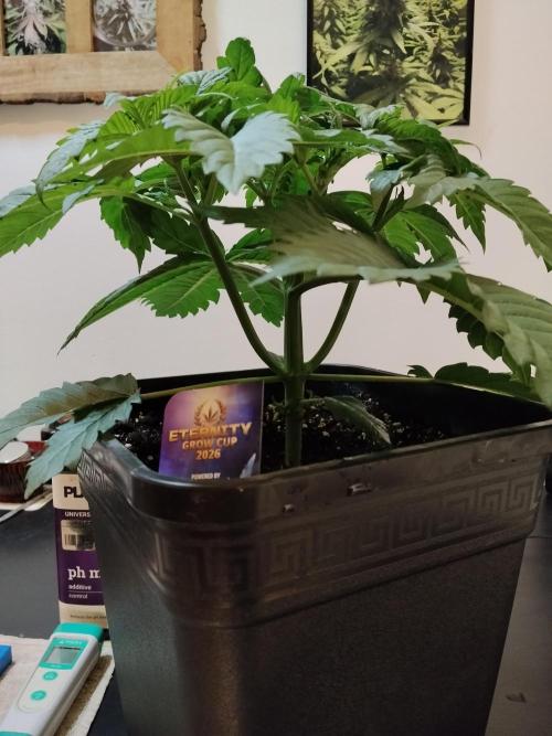 Sticky Brokkoli Zamnesia Eternity Cup. Week 3