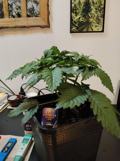 Sticky Brokkoli Zamnesia Eternity Cup. Week 3