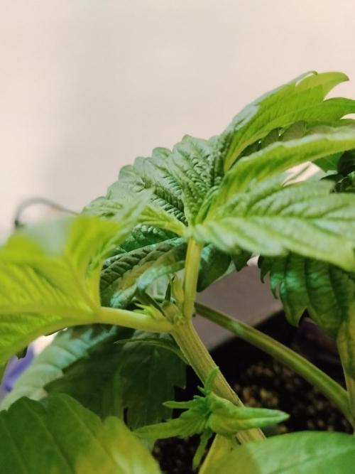 Sticky Brokkoli Zamnesia Eternity Cup. Week 3