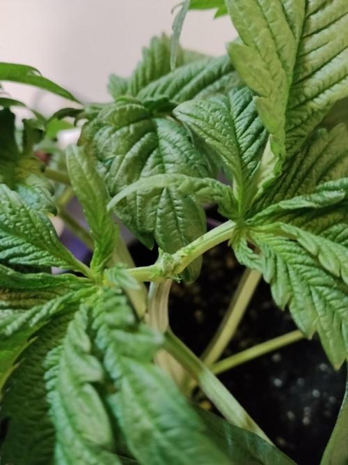 Sticky Brokkoli Zamnesia Eternity Cup. Week 3