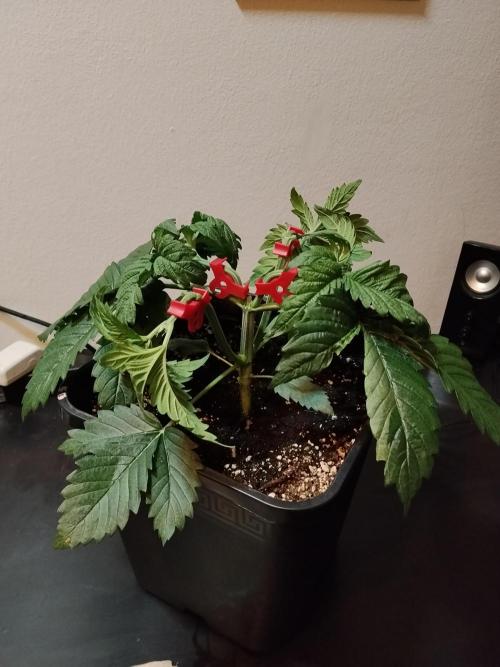 Sticky Brokkoli Zamnesia Eternity Cup. Week 3