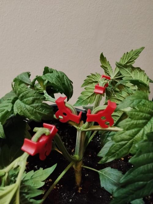 Sticky Brokkoli Zamnesia Eternity Cup. Week 3