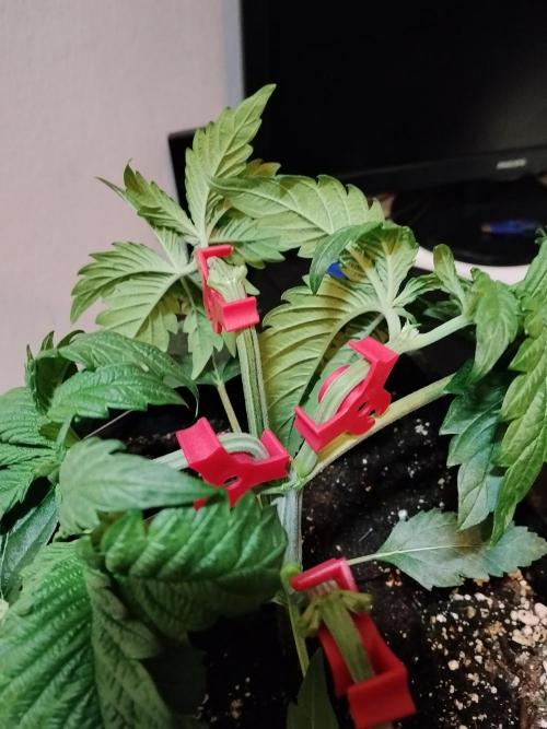 Sticky Brokkoli Zamnesia Eternity Cup. Week 3