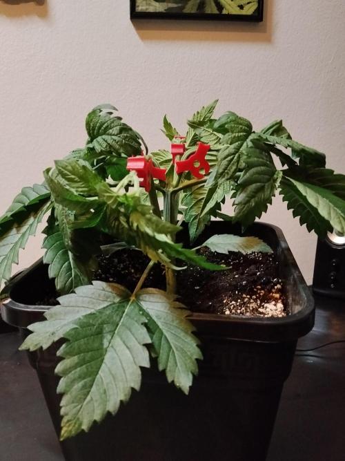 Sticky Brokkoli Zamnesia Eternity Cup. Week 3