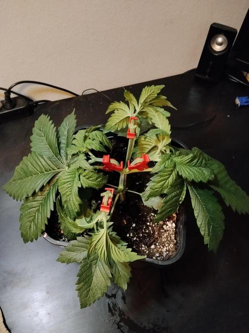 Sticky Brokkoli Zamnesia Eternity Cup. Week 3