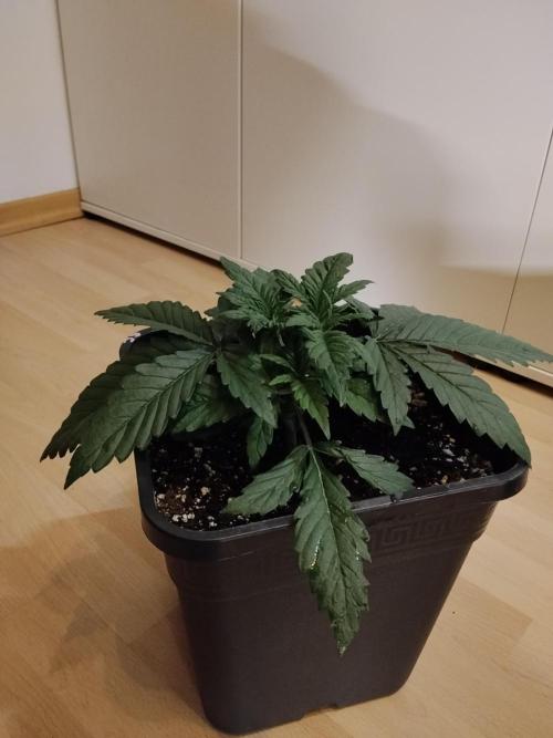 Slurricane Zamnesia. Week 3