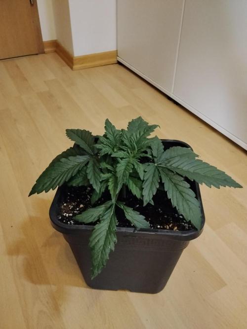 Slurricane Zamnesia. Week 3