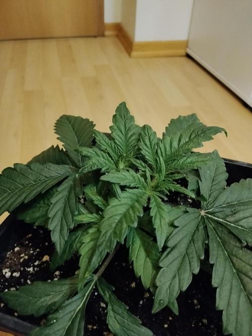 Slurricane Zamnesia. Week 3