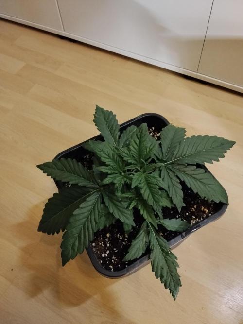 Slurricane Zamnesia. Week 3