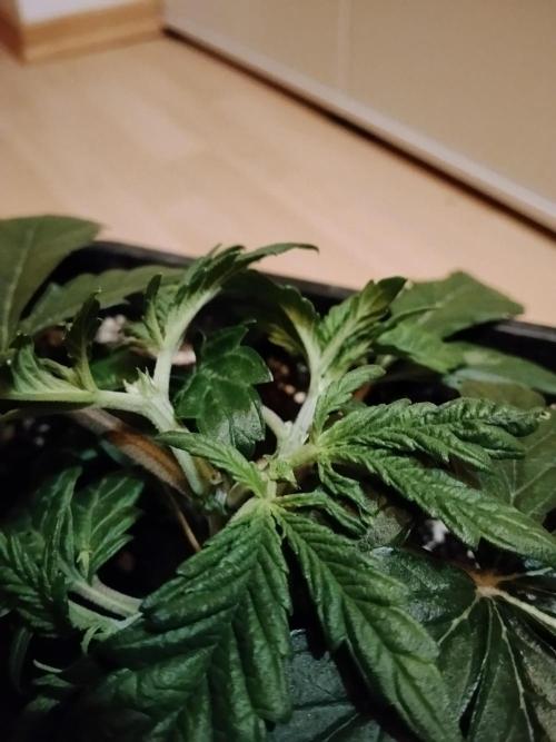 Slurricane Zamnesia. Week 3