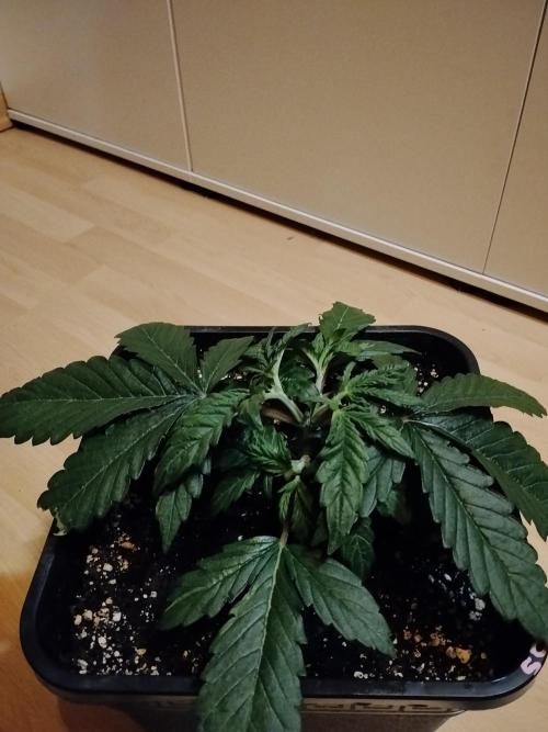 Slurricane Zamnesia. Week 3