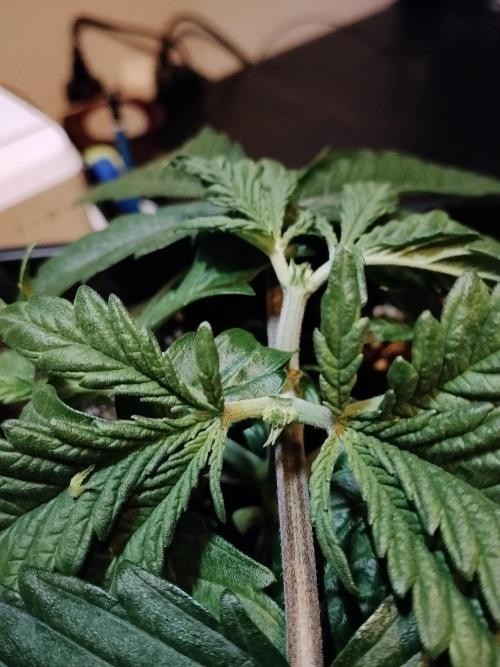 Slurricane Zamnesia. Week 3
