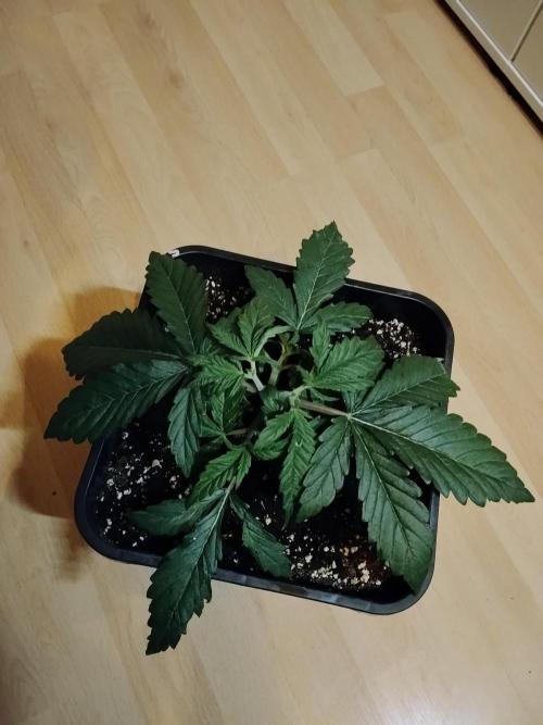 Slurricane Zamnesia. Week 3