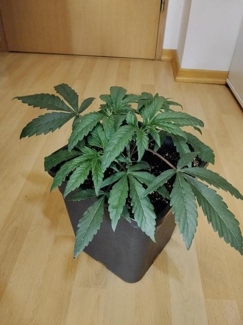 Blue Zushi Dutch Passion. Week 3