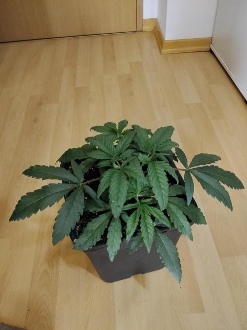 Blue Zushi Dutch Passion. Week 3