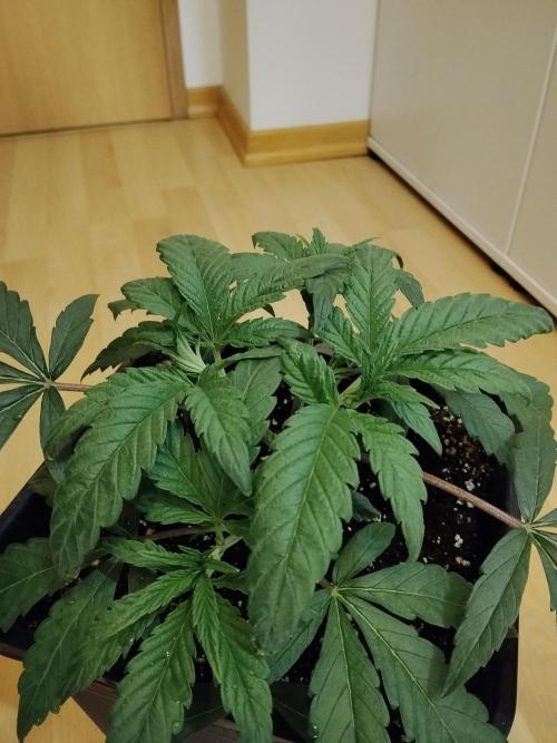 Blue Zushi Dutch Passion. Week 3