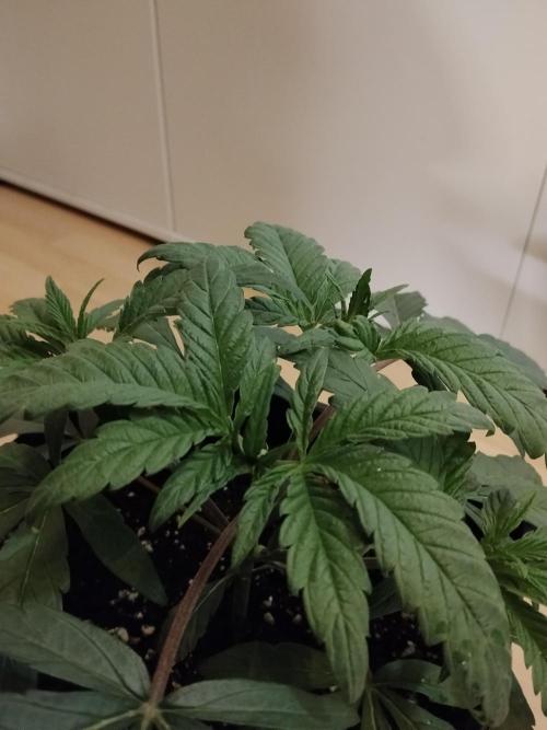 Blue Zushi Dutch Passion. Week 3
