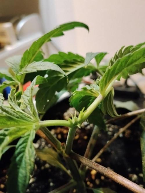 Blue Zushi Dutch Passion. Week 3
