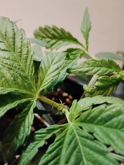 Blue Zushi Dutch Passion. Week 3