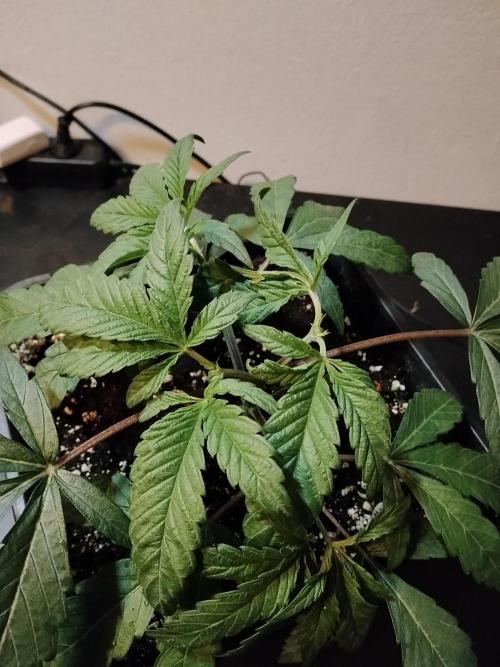 Blue Zushi Dutch Passion. Week 3