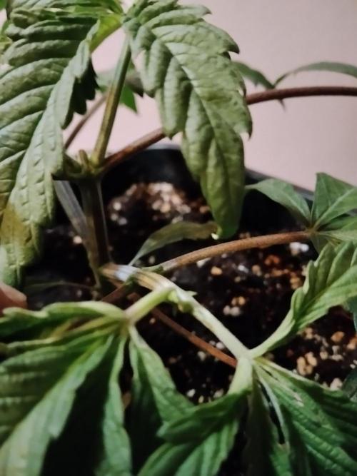 Blue Zushi Dutch Passion. Week 3