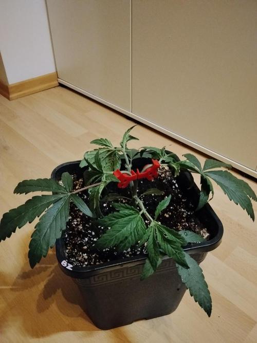 Blue Zushi Dutch Passion. Week 3