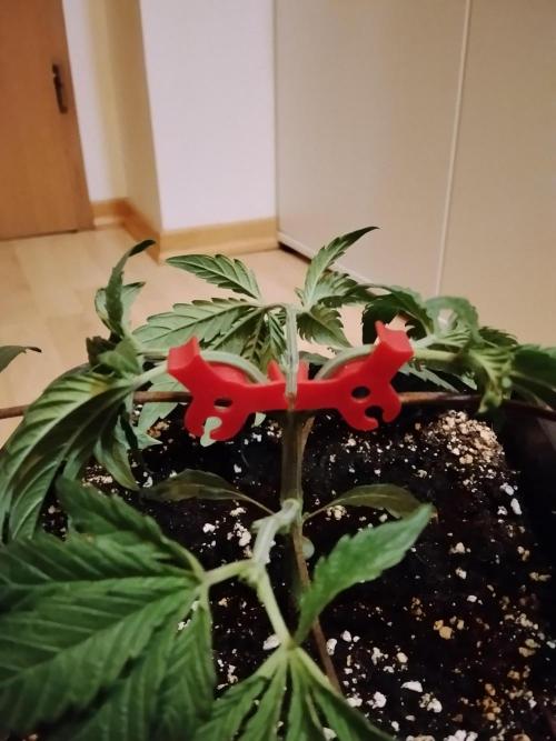 Blue Zushi Dutch Passion. Week 3