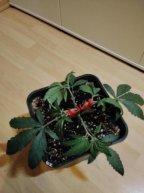 Blue Zushi Dutch Passion. Week 3