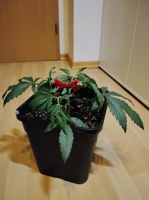 Blue Zushi Dutch Passion. Week 3