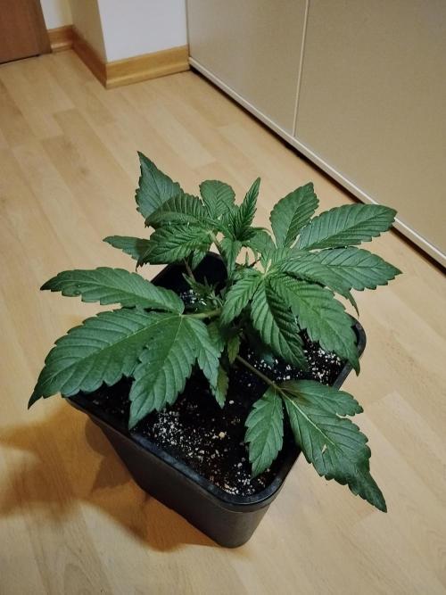 Diablos Delights XL Auto #2. Week 2