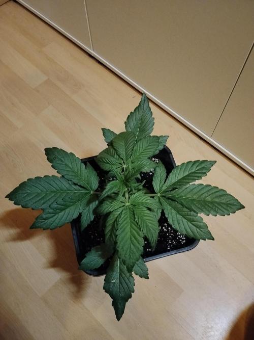 Diablos Delights XL Auto #2. Week 2