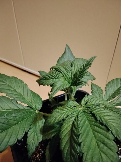 Diablos Delights XL Auto #2. Week 2