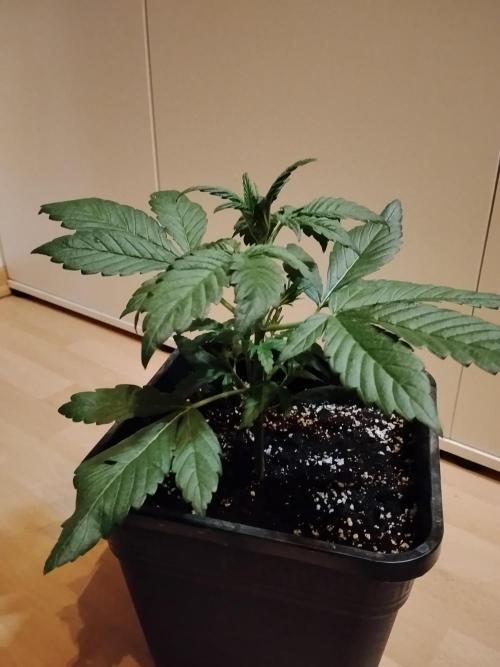 Diablos Delights XL Auto #2. Week 2
