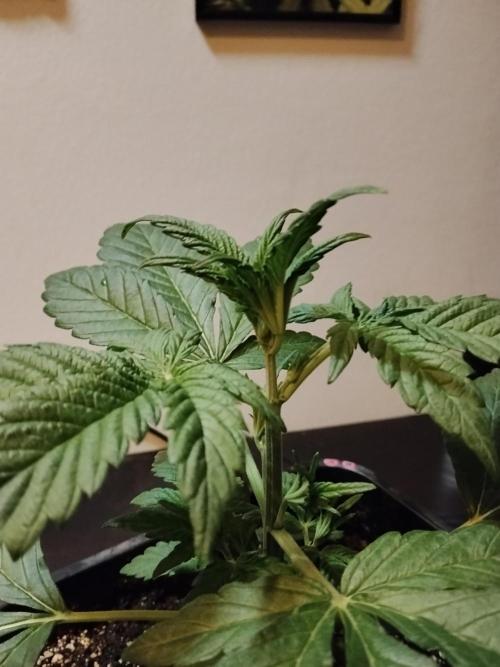 Diablos Delights XL Auto #2. Week 2
