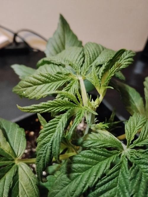Diablos Delights XL Auto #2. Week 2
