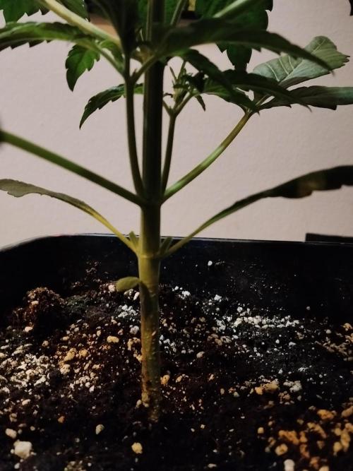 Diablos Delights XL Auto #2. Week 2