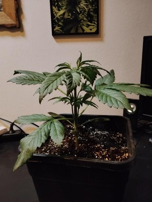 Diablos Delights XL Auto #2. Week 2
