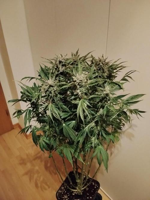 Permanent Marker Autoseeds. Week 9
