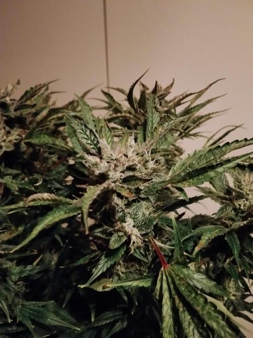 Permanent Marker Autoseeds. Week 9