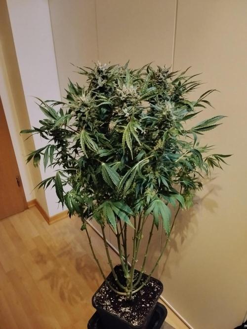 Permanent Marker Autoseeds. Week 9