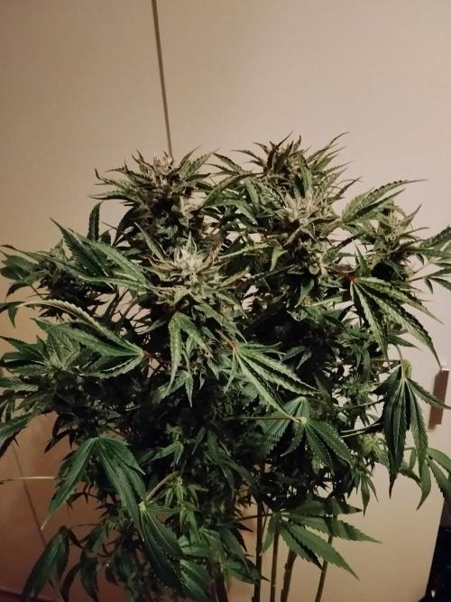 Permanent Marker Autoseeds. Week 9