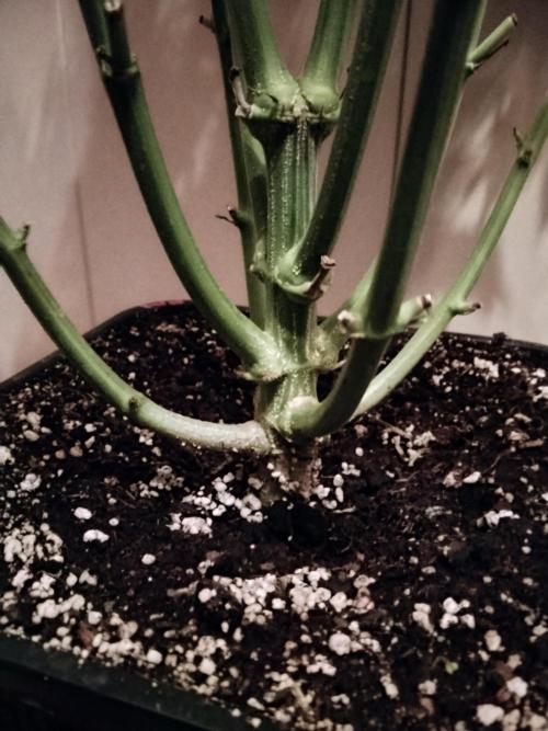 Permanent Marker Autoseeds. Week 9
