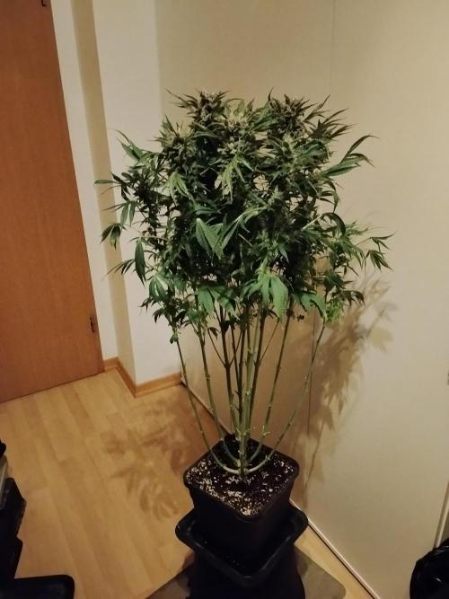 Permanent Marker Autoseeds. Week 9