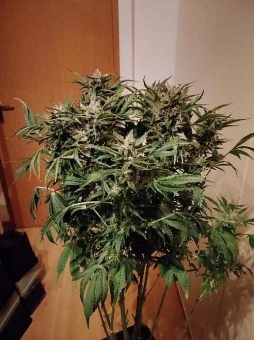 Permanent Marker Autoseeds. Week 9