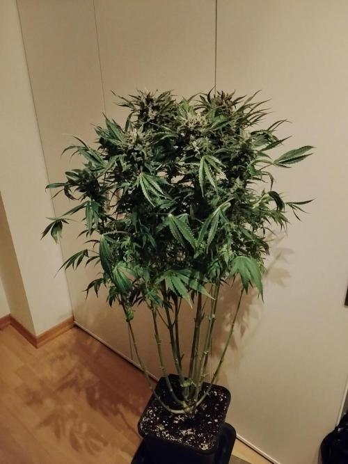 Permanent Marker Autoseeds. Week 9