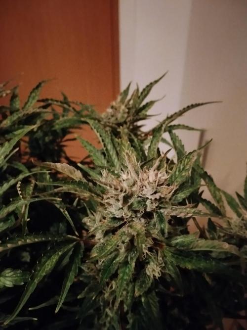 Permanent Marker Autoseeds. Week 9