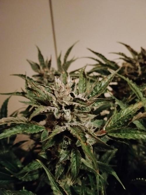 Permanent Marker Autoseeds. Week 9